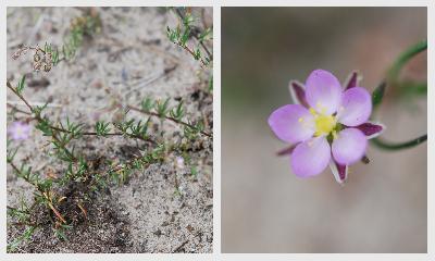 Spergularia rubra